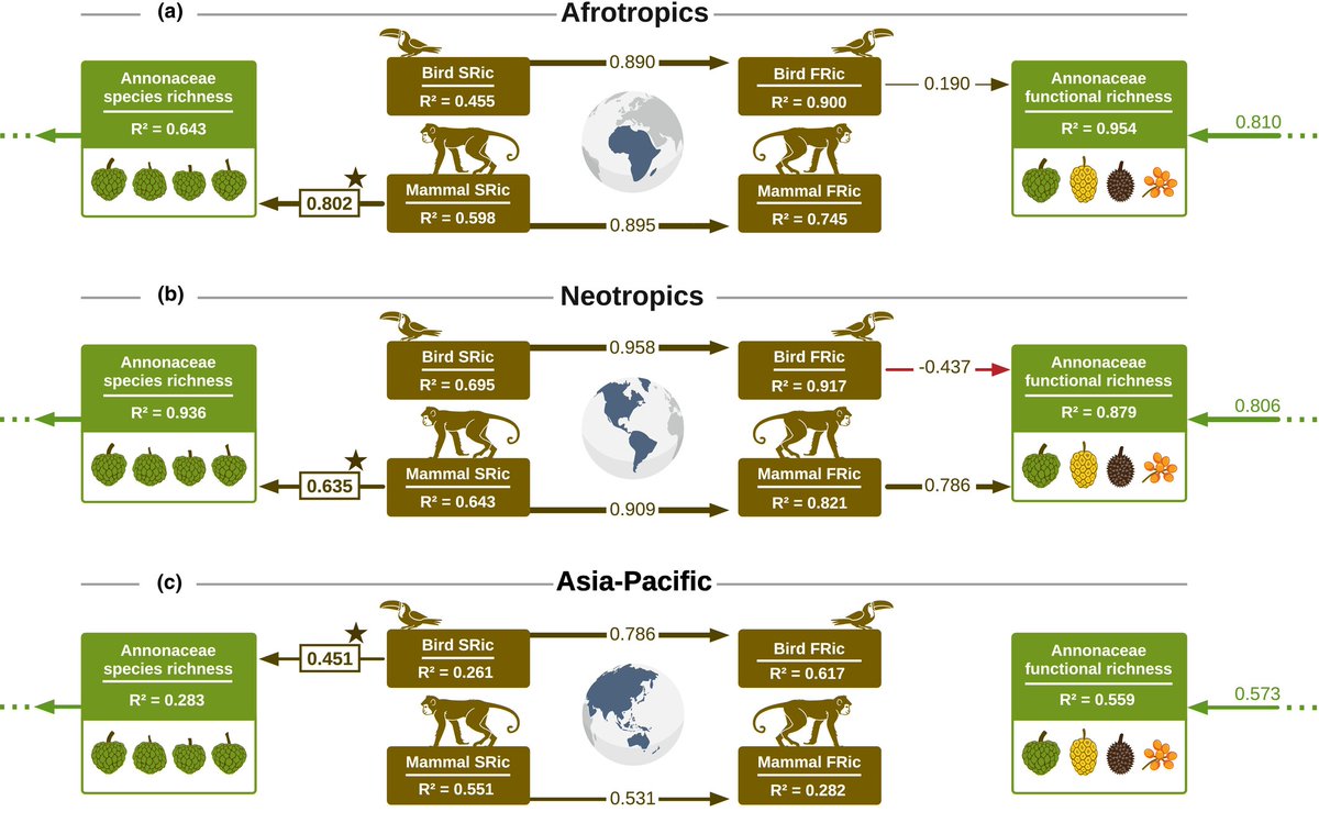 Seed-dispersing vertebrates and the abiotic environment shape functional diversity of the pantropical Annonaceae

Andressa Cabral, et al.

📖 nph.onlinelibrary.wiley.com/doi/10.1111/np…

@wileyecolevol