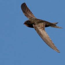 How much do you love swifts? Enough to email your MP this link, simply asking them to sign it? edm.parliament.uk/early-day-moti…
It’s an EDM which is like a petition just for MPs &amp; it’s v important as many as possible sign ✍️. Easy &amp; quick for MPs to do!