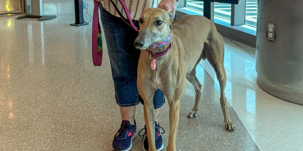 Meet the newest furry faces at MYR! 🐶💛🐾  We're thrilled to welcome Henry and Yanna to the P.E.T.S. Therapy Dog team! These gentle, tail-wagging pros are here to bring smiles, comfort, and a whole lot of love. 🐕✨