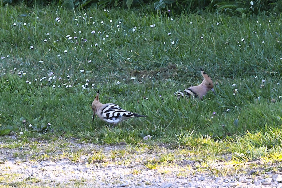 Two Hoopoes at Little Dartmouth Farm ,found by AJ Collins Smith ,this evening.