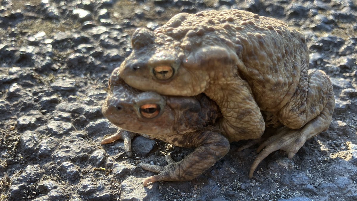 These two were certainly making the most of the stunningly warm sunshine on Black Lane this evening. 🥴