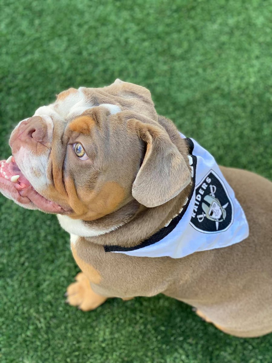 store702's tweet photo. Happy National Pet Day from Marley, the official Store702 pup! 🐶
This four-legged fan is always repping the home team in style.
Celebrate today with your MVPs—pets who bring love and loyalty to your squad! ❤️🐾
#NationalPetDay
#VegasBorn
#NevadaBorn
#Store702 https://t.co/1EMQKnzGjo