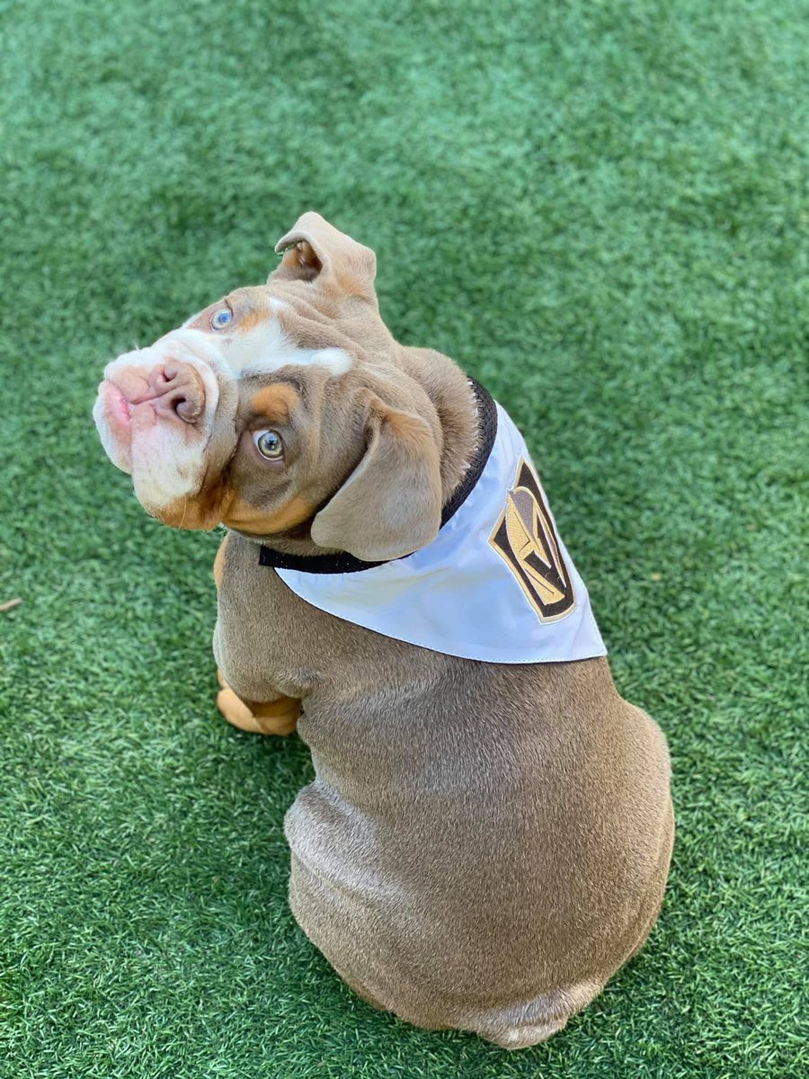 store702's tweet photo. Happy National Pet Day from Marley, the official Store702 pup! 🐶
This four-legged fan is always repping the home team in style.
Celebrate today with your MVPs—pets who bring love and loyalty to your squad! ❤️🐾
#NationalPetDay
#VegasBorn
#NevadaBorn
#Store702 https://t.co/1EMQKnzGjo