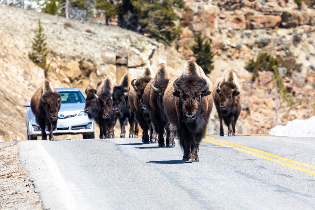 Beginning at 8 a.m. Friday, April 18, select entrances and roads in Yellowstone will open for the summer season, weather permitting, as part of the annual spring opening. Learn more at go.nps.gov/25001.