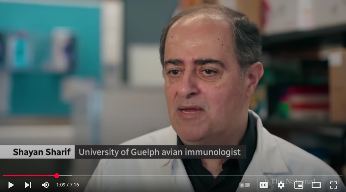 One Health - U of Guelph (@onehealthuofg) on Twitter photo Shayan Sharif <a href="/OntVetCollege/">Ontario Veterinary College</a> shares his knowledge on avian flu with <a href="/jenngyoon/">Jennifer Yoon ģ¤ģģ§</a> <a href="/CBCTheNational/">CBC News: The National</a>.
How is the virus mutating? How well is the U.S. co-operating? How have Canadian poultry farms been hit? What are the signs of human infection?: youtube.com/watch?v=LjpmA4⦠Shayan Sharif <a href="/OntVetCollege/">Ontario Veterinary College</a> shares his knowledge on avian flu with <a href="/jenngyoon/">Jennifer Yoon ģ¤ģģ§</a> <a href="/CBCTheNational/">CBC News: The National</a>.
How is the virus mutating? How well is the U.S. co-operating? How have Canadian poultry farms been hit? What are the signs of human infection?: youtube.com/watch?v=LjpmA4ā¦