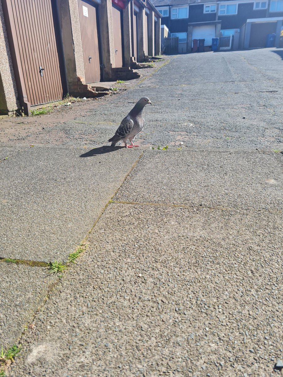 Love my little daily visitor. She often sits with me most days now. I'm quite thankful for whatever this is supposed to be what we have. She never fails to make me smile. #pigeon