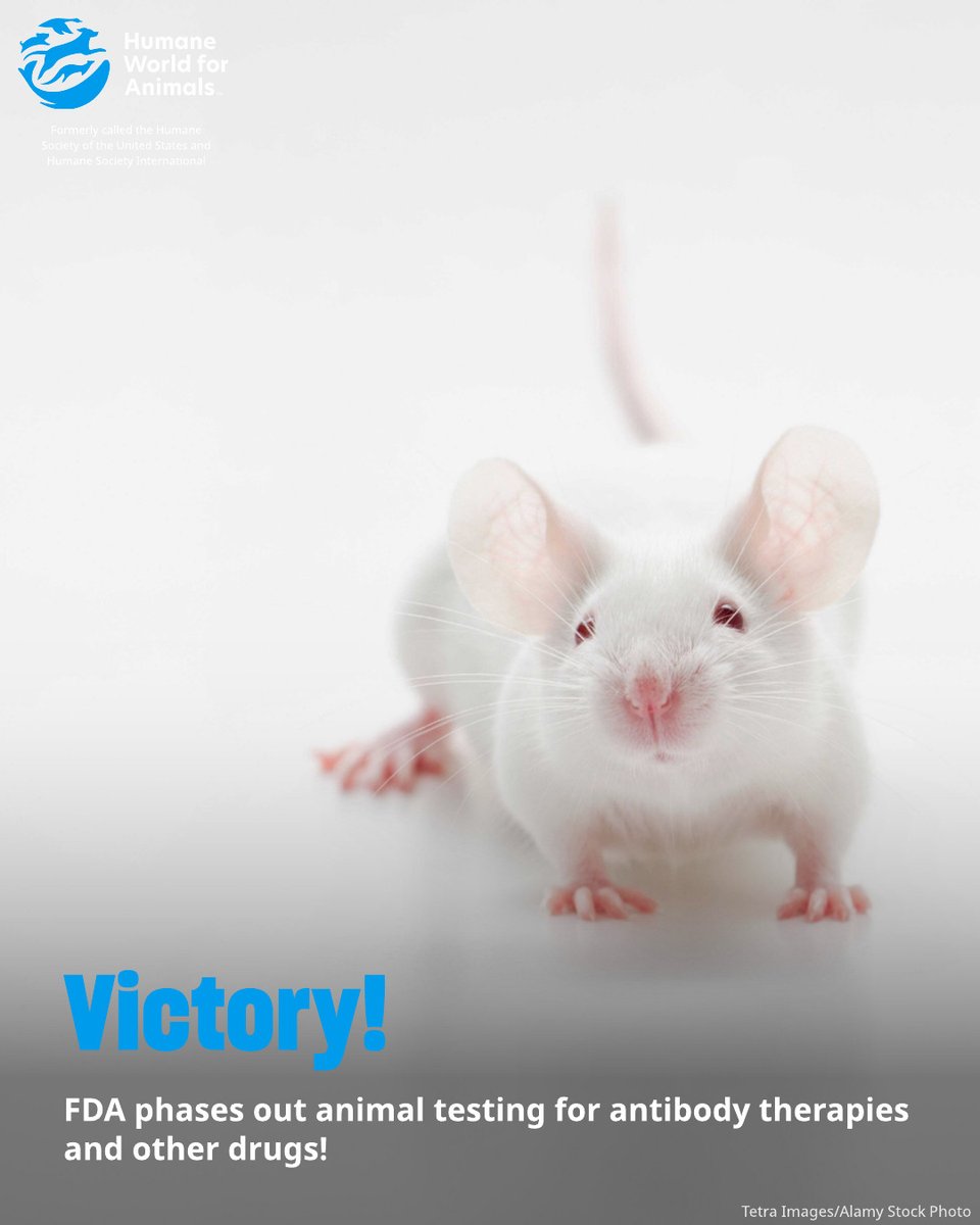 humaneworldorg's tweet photo. HUGE NEWS! 🎉 The @US_FDA announced that they are phasing out animal testing requirement for antibody therapies and other drugs and advancing non-animal test methods. 👏  

This comes after decades of advocacy and vocal support from our community. Thank You! https://t.co/HfJrnlVP0q