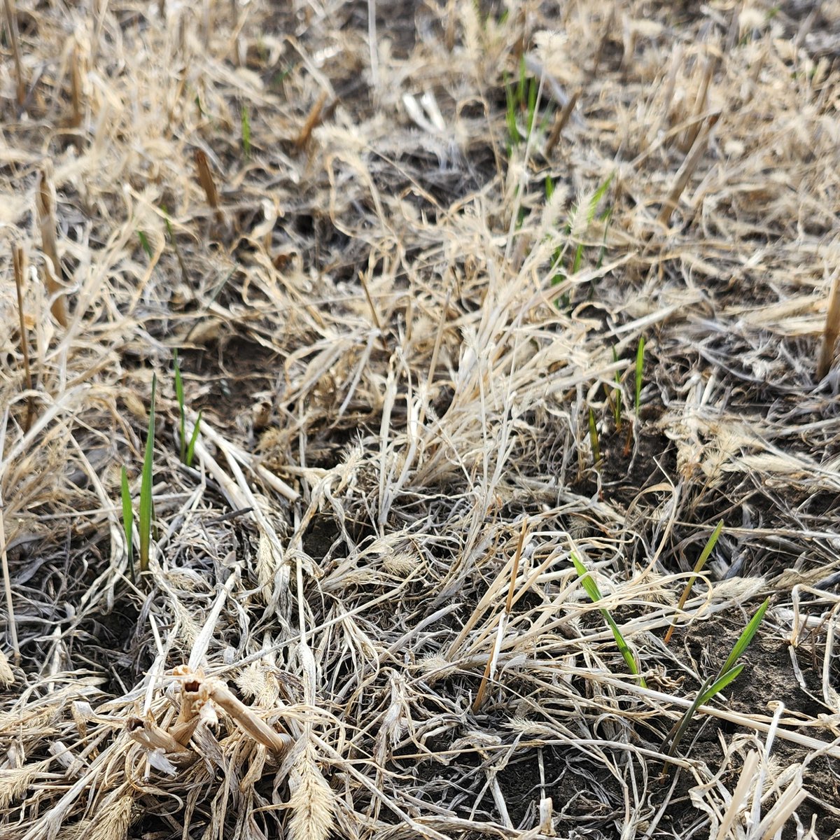 CropSystemsDREC's tweet image. Cereal rye seeded in Sept 2024 is finally emerging this April in western ND! ❄️➡️🌱
Some winter-hardy cover crop seeds lie dormant in soil through winter until conditions are right.
Learn more about dormant seeding CCs:
🔗 ag.ndsu.edu/news/newsrelea…
