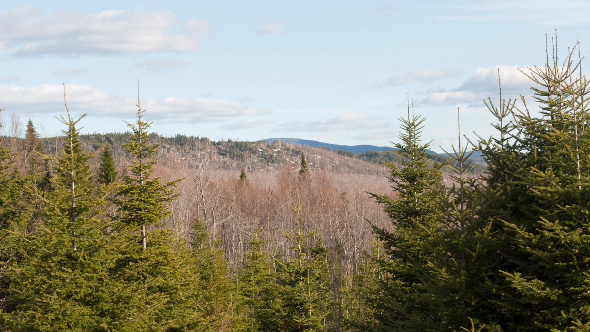 Forest-Climate Working Group tweet media