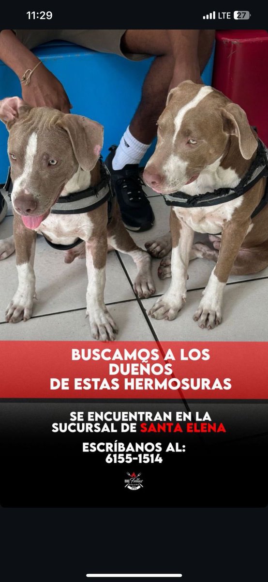 Estos bebés los tienen en BBQ Fellas hace 2 días! Compartan a ver si aparecen los dueños!!!