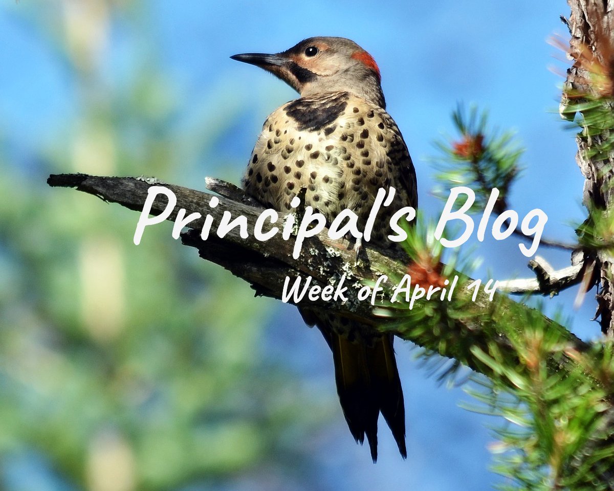 This week's Principal's blog <a href="/HawkwoodSchool/">Hawkwood School</a> 
#WeAreCBE <a href="/yyCBEdu/">Calgary Board of Education</a> 
hawkwood.cbe.ab.ca