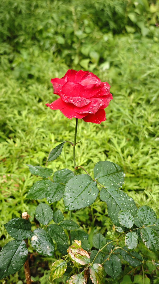 Koreti5's tweet photo. 庭院的花 https://t.co/mbZ1GkoFRl