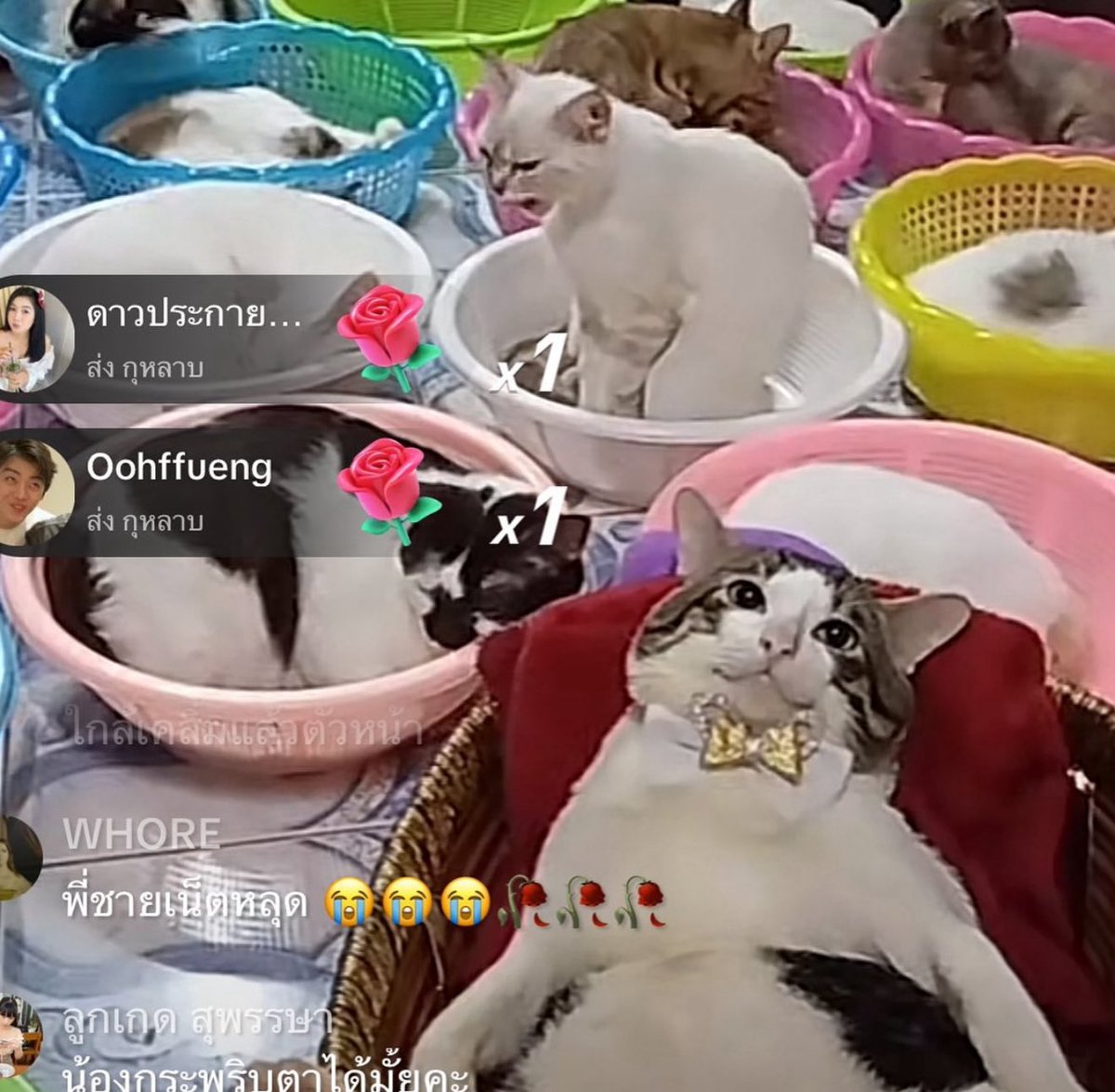 Are you fat retard maxing enough today, king?