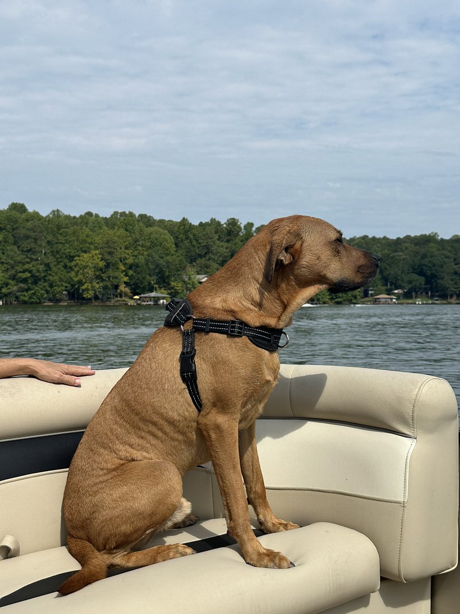 Happy National Pet Day!  Dakota, Kazi, and Nico!