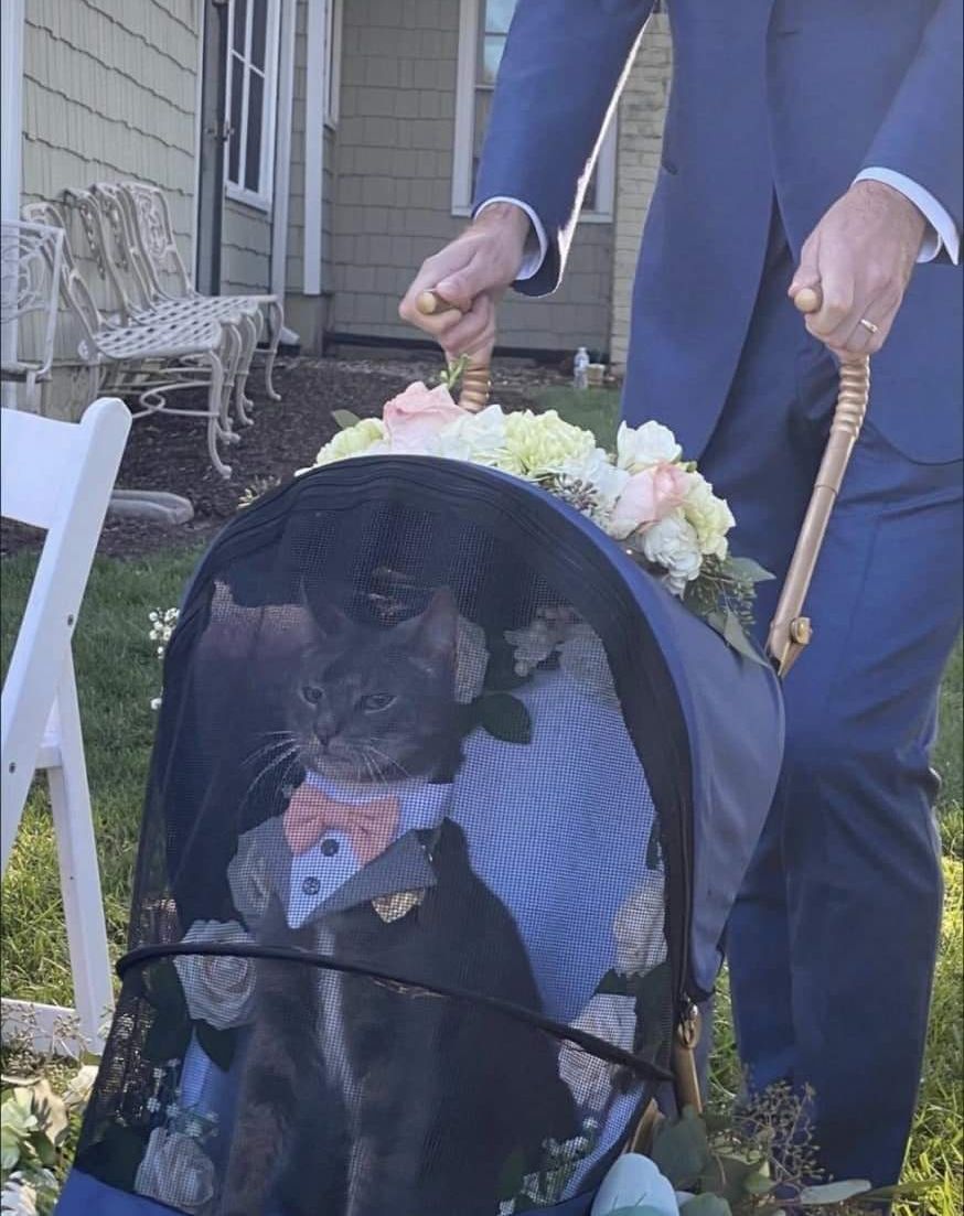 Punch Cat (@punchingcat) on Twitter photo 