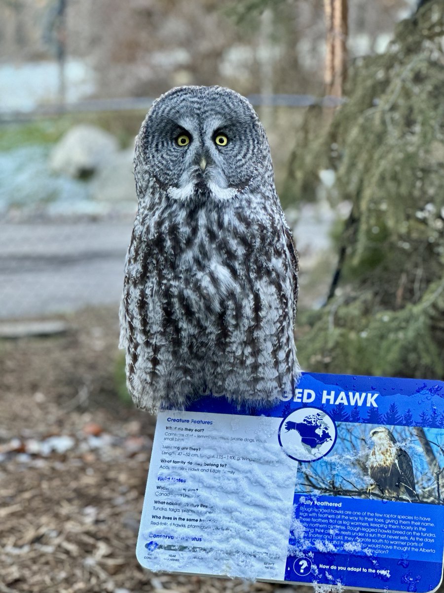 calgaryzoo's tweet photo. It looks like we have a case of mistaken identity! One of our great grey owls found a comfy perch on our rough-legged hawk sign. 🦉
Did you know this species takes over abandoned nests as well as in tree stumps and dead trees?🌲
#YourZooYYC #CanadianWildlifeWeek https://t.co/463ktb5wgd