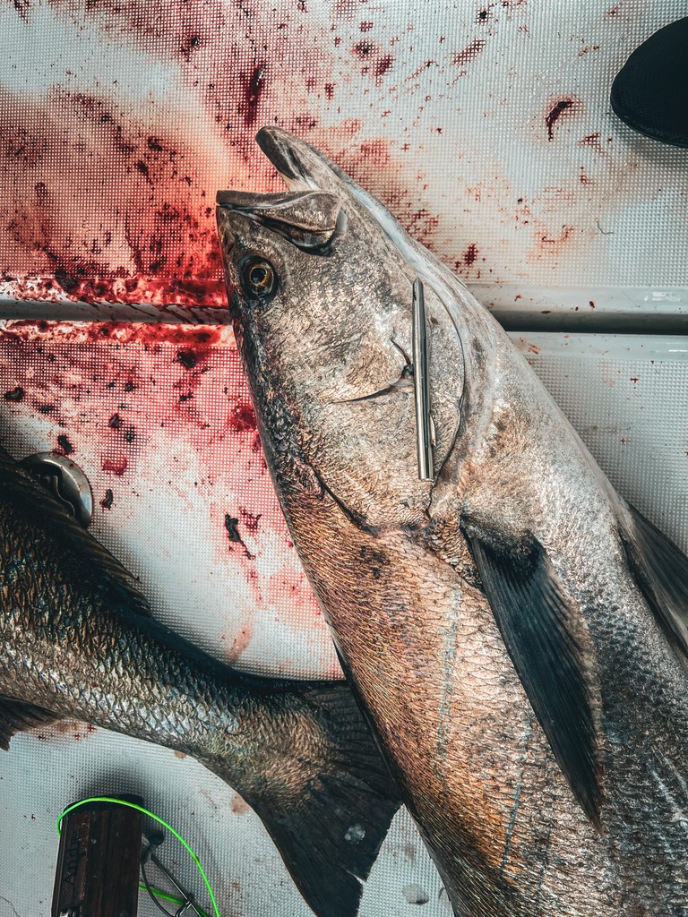 Blue_Tuna's tweet photo. Is your slip tip straight?
Your spectra solid and tear-free?
How’s your shooting line holding up?

Take the time—check your gear.

🐟️ @lizzylasirena
.
.
.
.
.
https://t.co/YD7ajjnn3M phone 805-826-DIVE #spearwhiteseabass https://t.co/t4o8mTRi7G