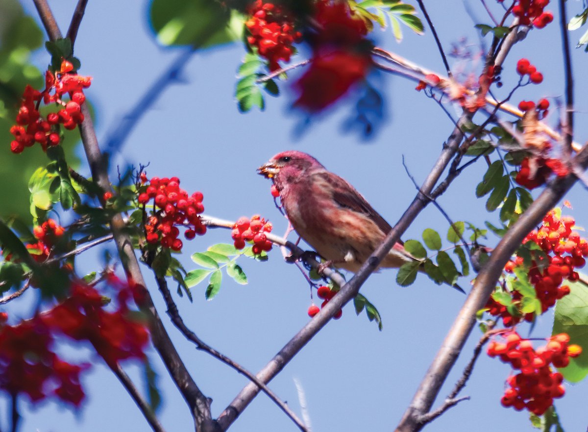 Leduc Rep (@leducrep) on Twitter photo This week’s ‘Leduc in a flash’ comes from James Turner and captures a Purple Finch on the north side of Telford Lake.
Do you have a photo showing off the city? Send it to PWilliams@postmedia.com for your chance to be featured in the Rep. This week’s ‘Leduc in a flash’ comes from James Turner and captures a Purple Finch on the north side of Telford Lake.
Do you have a photo showing off the city? Send it to PWilliams@postmedia.com for your chance to be featured in the Rep.