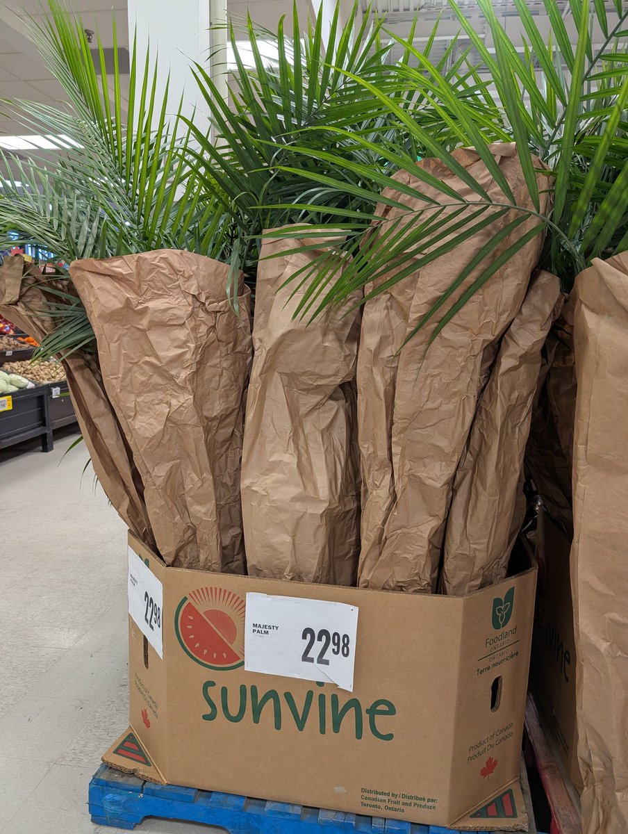 Grocery stores are now selling palm trees to rub in the fact that its snowing in April...

🤔