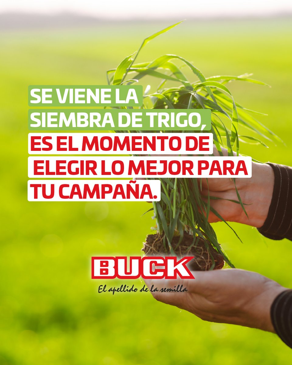 Se viene la siembra de trigo, y es momento de elegir lo mejor para tu campaña. Con 𝗕𝘂𝗰𝗸 𝗦𝗲𝗺𝗶𝗹𝗹𝗮𝘀, asegurás rendimiento, estabilidad y genética de calidad para cada lote.
.
✔️ Variedades adaptadas a tu zona
✔️ Alto potencial de rinde y sanidad