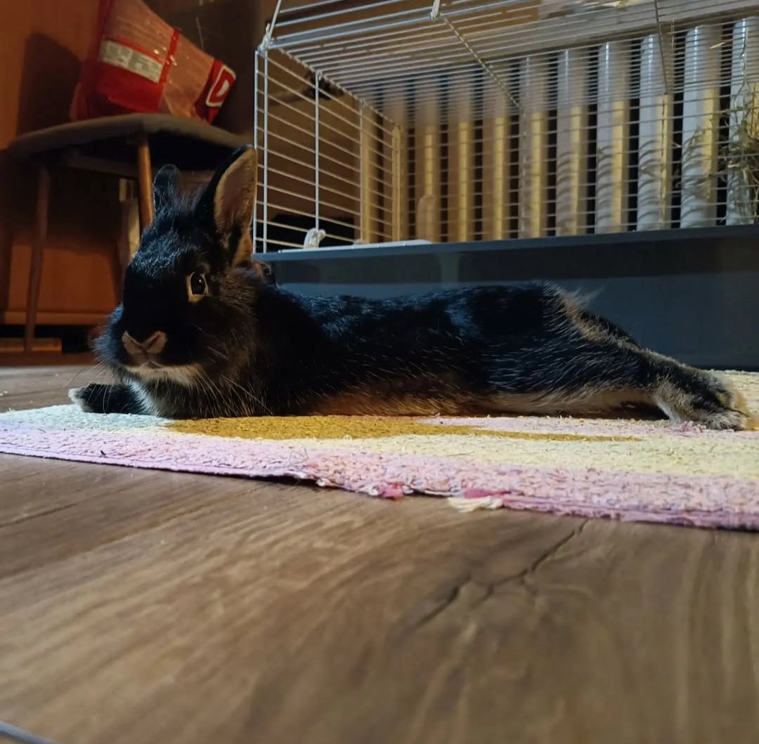 coldasphyxiates's tweet photo. @DeadbyDaylight Edo would definitely be a killer, i mean just look at the evil aura around him https://t.co/ukHh3pHxHq