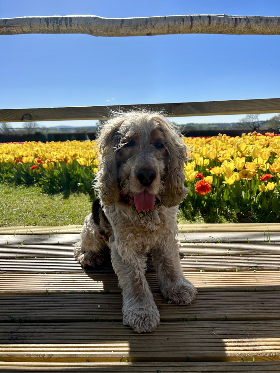 Spent a lovely time @strawberryfieldslifton in Devon this afternoon. #TulipFest #Easterholidays 🌷