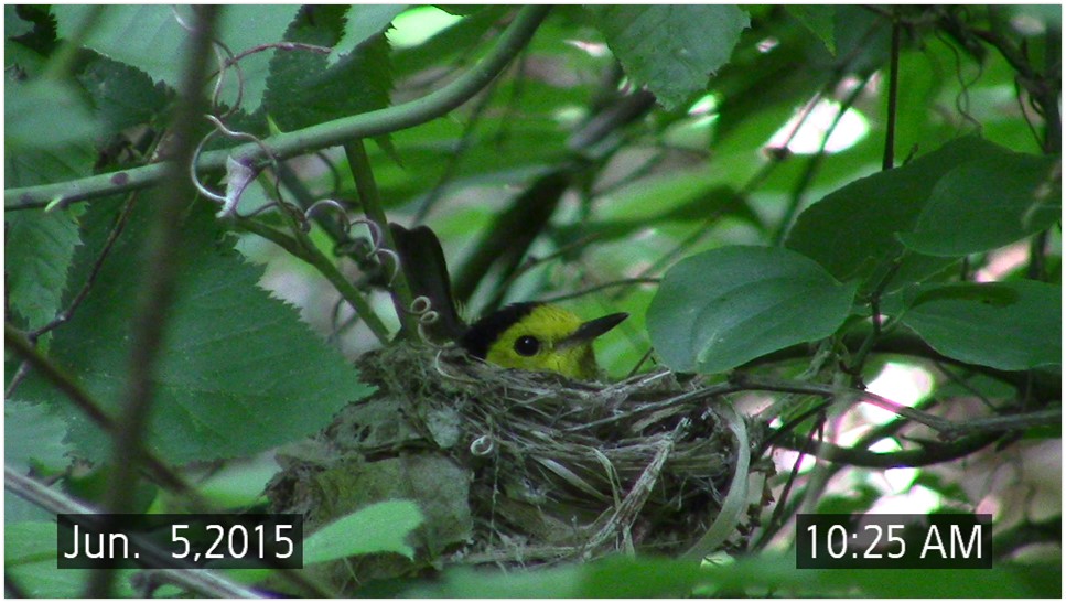 AvianBiology's tweet photo. IN-DEPTH: Read the blogpost by Kelly Williams about how nest microclimate influences incubation behavior in an open-cup nesting passerine.
➡️ https://t.co/Frl1dEiglf
full article here: https://t.co/IN9Nw7NYet
#ornithology #birds #incubation #microclimate #MaternalBehaviour https://t.co/42n5wCJuAY