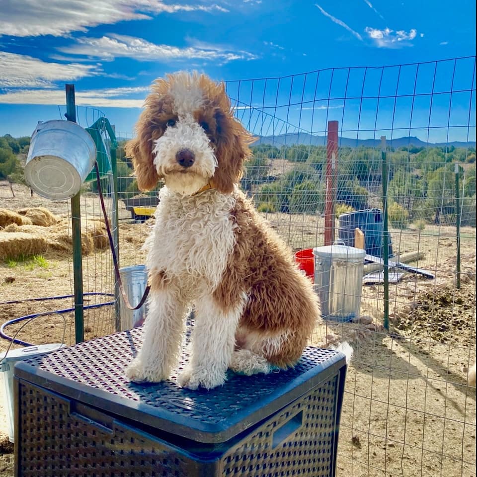 ArmorK9's tweet photo. Unlock your dog's potential with positive reinforcement training! We build strong dog-owner bonds. Personalized plans available. #armork9 #professionaldogtrainer #professionaldogtraining #obedience #boardandtrain #privatetraining #personalprotectiondogs #policedogs https://t.co/Gi2jaLl2Ip