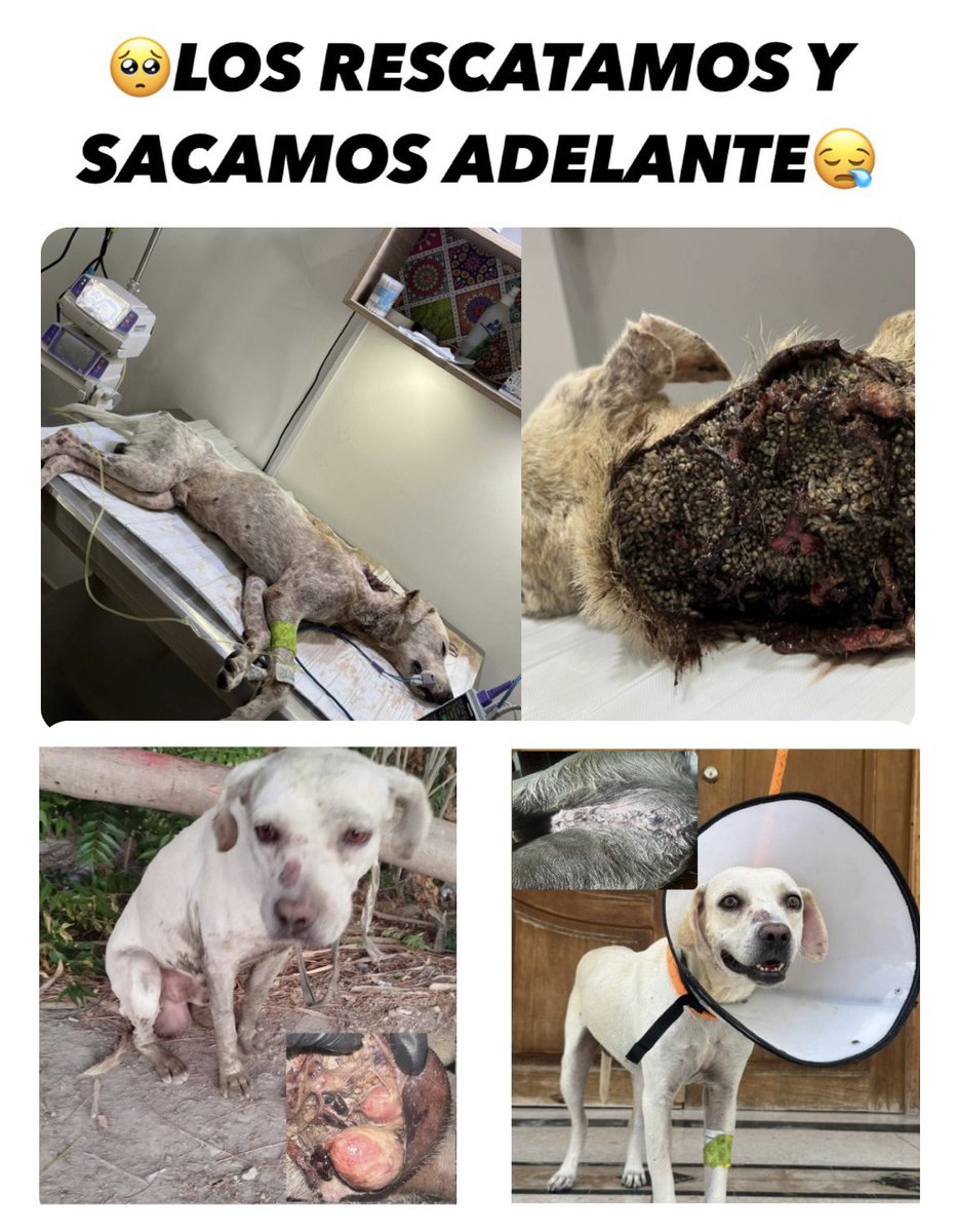 nana1gc's tweet photo. No tenemos como pagar el arriendo😵‍💫💔

Hemos centrado todos nuestros esfuerzos en salvar a pocho y a luqui😪

Pero nuestro refugio también te necesita🙏🏻 nos faltan 357.000

Tenemos hasta mañana en la mañana🆘ya nos han entendido demasiado. 
36 personas nos ayuden con 10.000 PORFA https://t.co/rppbYSIfpE
