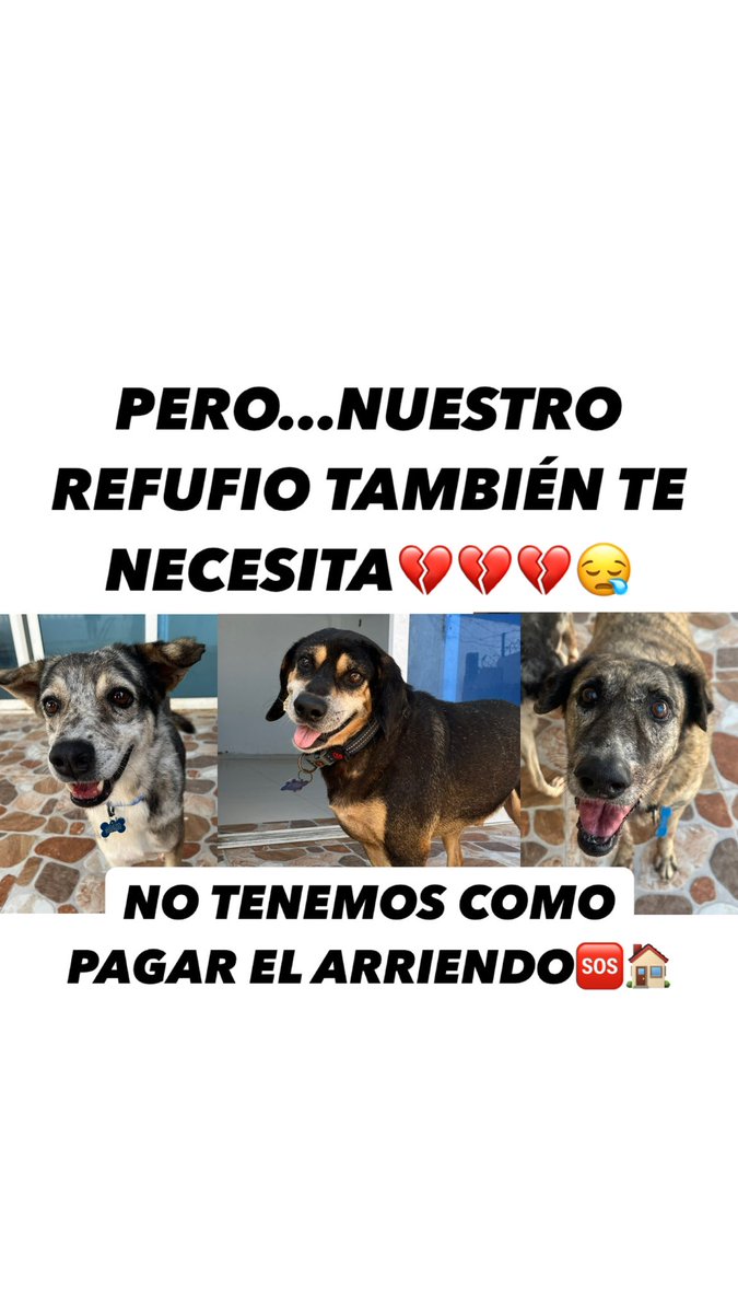 nana1gc's tweet photo. No tenemos como pagar el arriendo😵‍💫💔

Hemos centrado todos nuestros esfuerzos en salvar a pocho y a luqui😪

Pero nuestro refugio también te necesita🙏🏻 nos faltan 357.000

Tenemos hasta mañana en la mañana🆘ya nos han entendido demasiado. 
36 personas nos ayuden con 10.000 PORFA https://t.co/rppbYSIfpE
