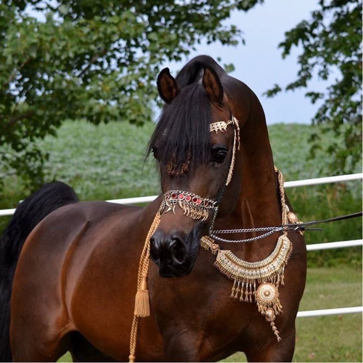 -

-

هذي  اللي  بالوصايف  يوسفيّه
مهرة  ٍ  تفرق   ويفرق   مستواها 

ماتكفّيها    الحروف    الابجديّه
لو كتبت بيوت شعري في هواها

ياجماعه     ياجماعه      عالميّه
عذبتني   بالحلا    وقافي    نواها

زينها     مليون    بالميه    وميه
واشهد ان الزين  فعلاً  محتواها

شرايكم ؛)

-

-
