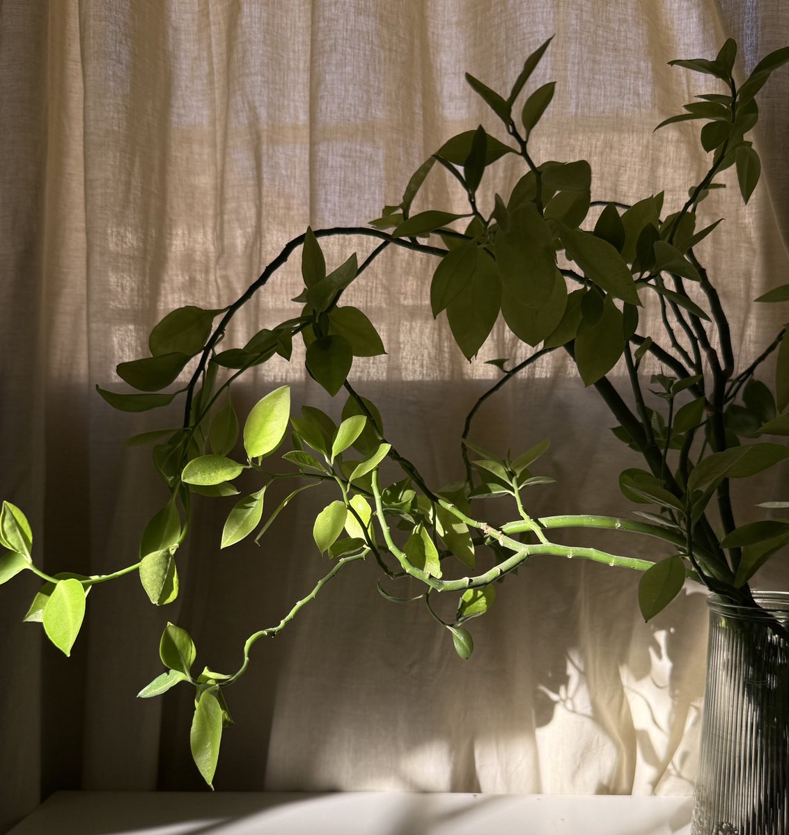 __tothehell's tweet image. الأغصان every where