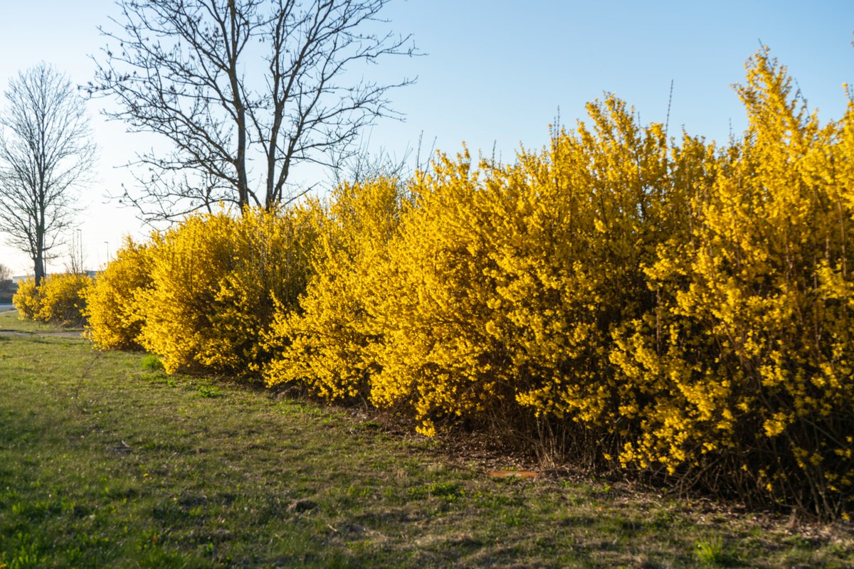 DorteHedengran's tweet photo. A yellow hedge I found on my way on a beautiful evening 🌼
#Denmark #SonyAlpha #streetphotography #April11th #photooftheday #FridayVibes #FridayMood #Friday #nature #Flowers #FlowersOnX
📸Dorte Hedengran https://t.co/BHeWLqNqQI