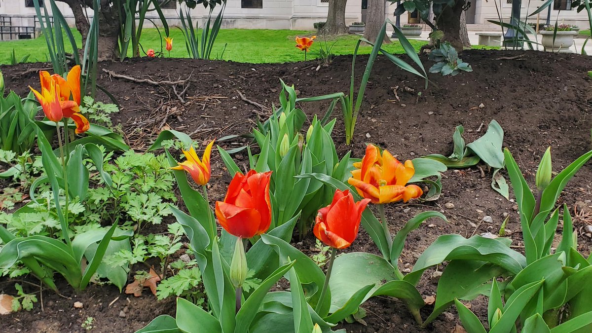 WVsCrazyD's tweet photo. Hello Spring @WSAZnews https://t.co/hTNaI3LcBp