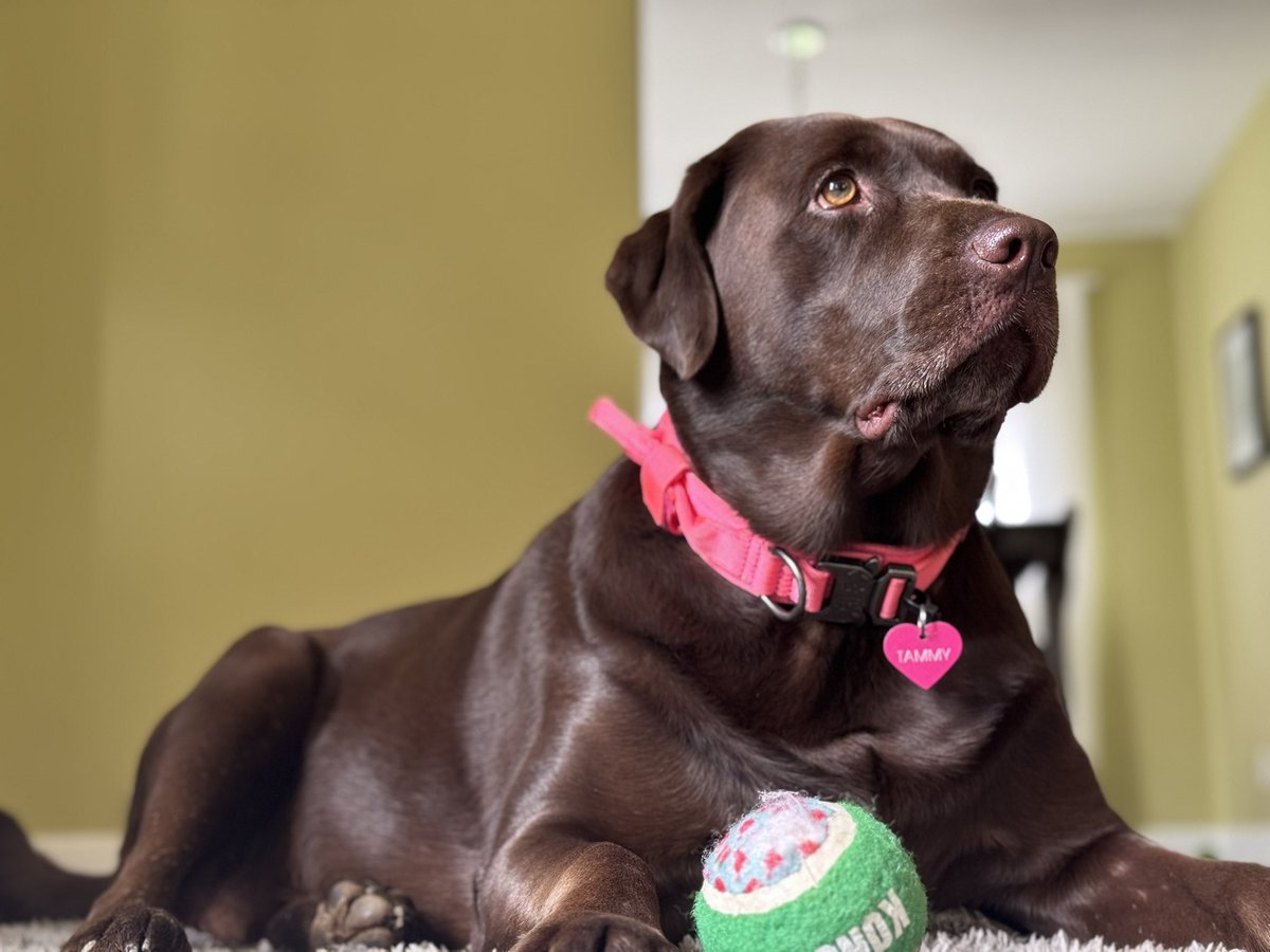 carleywhitney's tweet image. Her. #Lablyfe #TAMMY