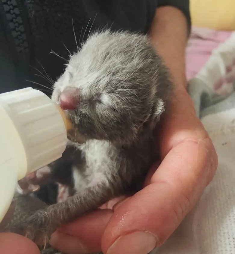 El mismo día que ha fallecido uno de los chiquititos otro ha abierto sus ojitos. Tenemos una tristeza inmensa, su mami humana sobre todo. Descansa en paz pequeñito. Al menos lo hemos intentado. 💔 Qué duro es esto madre mía...