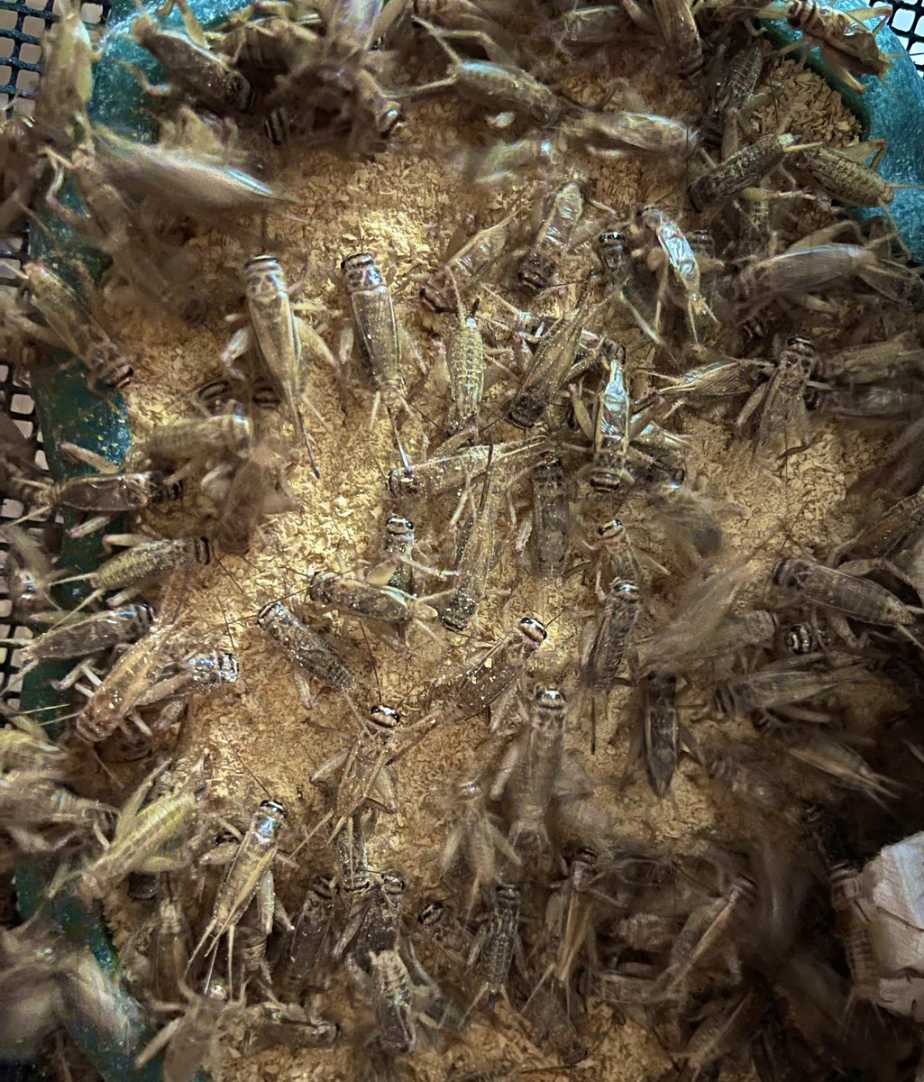 😢残念ながら未だにコオロギの羽や後ろ足を除去した方が爬虫類にとって消化が良いと思っておられるプロフェッショナルやブリーダーの方が存在しています。

⚠️羽や足は昆虫を消化するうえで重要な繊維です。
羽や足を除去した餌は、爬虫類にとって消化しづらく、栄養も吸収しづらいものとなります。
