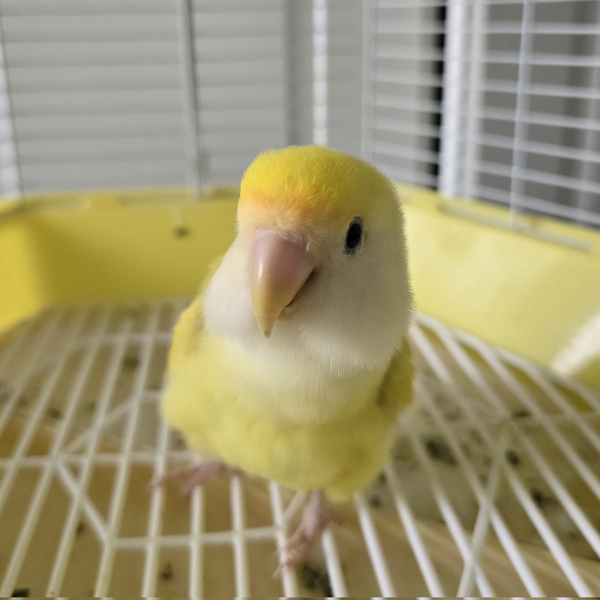 오늘따라 왜케 귀여워?🐥
노랑 병아리 찐빵 아기💛3💛