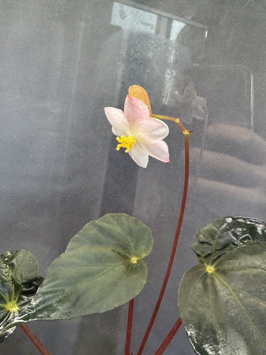 Agaebego4134's tweet photo. パヴォニナの花すっごい綺麗！ https://t.co/m637AShw62
