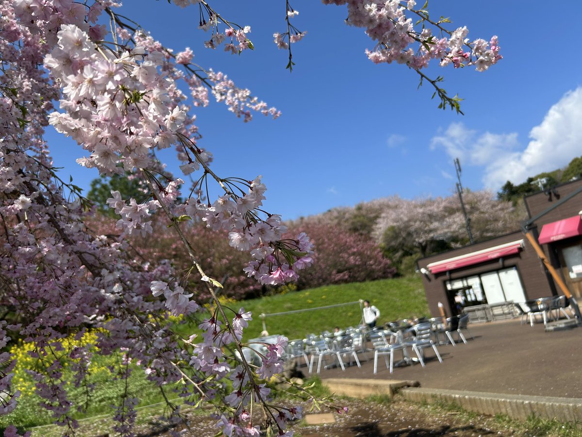 ichiyajyo's tweet photo. おはようございます。
晴れて初夏の様な陽気です！
明日は雨の予報なので、ご来店は今日が良いかも！！
本日も一夜城ヨロイヅカファームは10時開店です。 https://t.co/srwiuUsV8w
