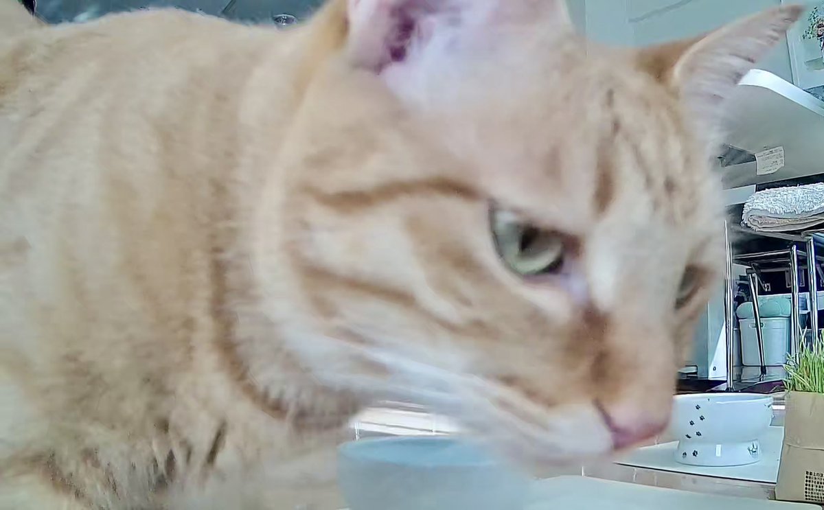 berunya's tweet photo. 留守カメ📹どアップ🐱☺️☺️
#びびり猫 #保護猫を家族に 
#猫 #猫かわいいね https://t.co/HAxllzPITE