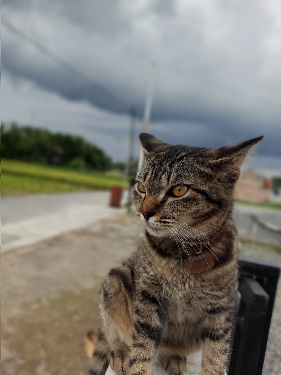 ratna fre tweet media