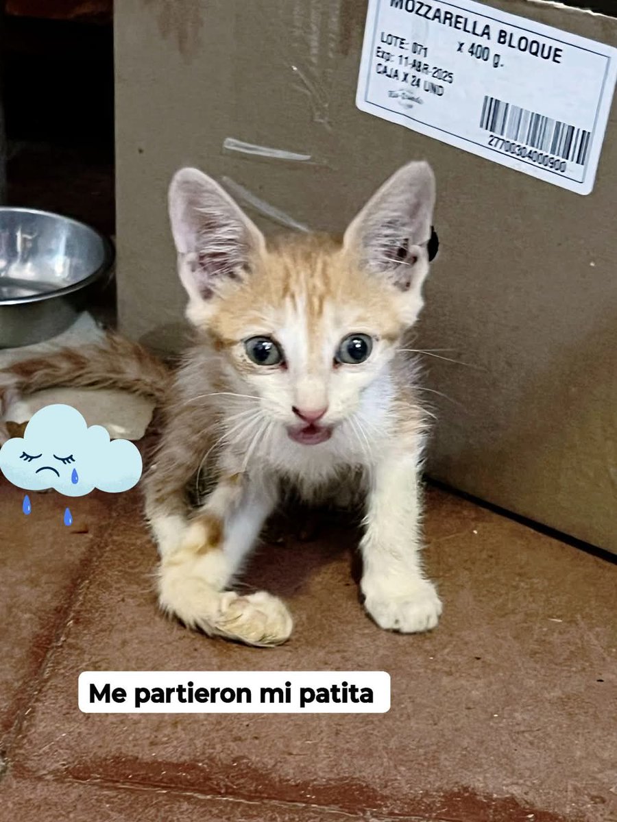 fundacion_gaba's tweet photo. ‼️‼️ No hemos reunido lo del yeso ‼️‼️

Tiene fractura de cúbito y radio 🫤🫤 el problema es que por lo cachorro no se puede operar (sus huesos están creciendo) 😔😔 entonces si se pone una fijación externa o platina cabe la posibilidad de que el hueso no crezca como debe ser y https://t.co/ZlB4y2YuFH