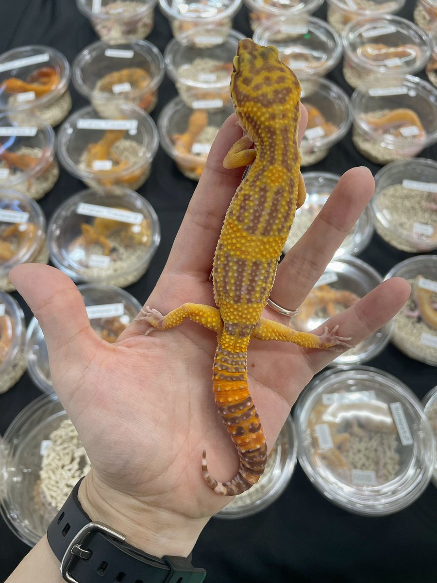 設営完了〜！！
今日はいい天気ですね☀️

来場お待ちしてます🙌🏻

私の今日の推しは

綺麗なブラッドオレンジ色の
インフェルノちゃん🫶🏻

バーコード模様の
サンスポットくん💪🏻

です！

まるこでした🙆🏻