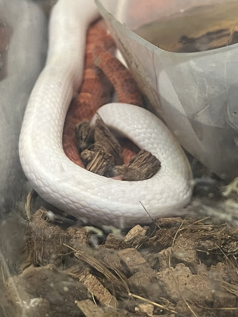 今日も今日とて…
 #コーンスネーク #フトアゴ #クレス #爬虫類好き #Port