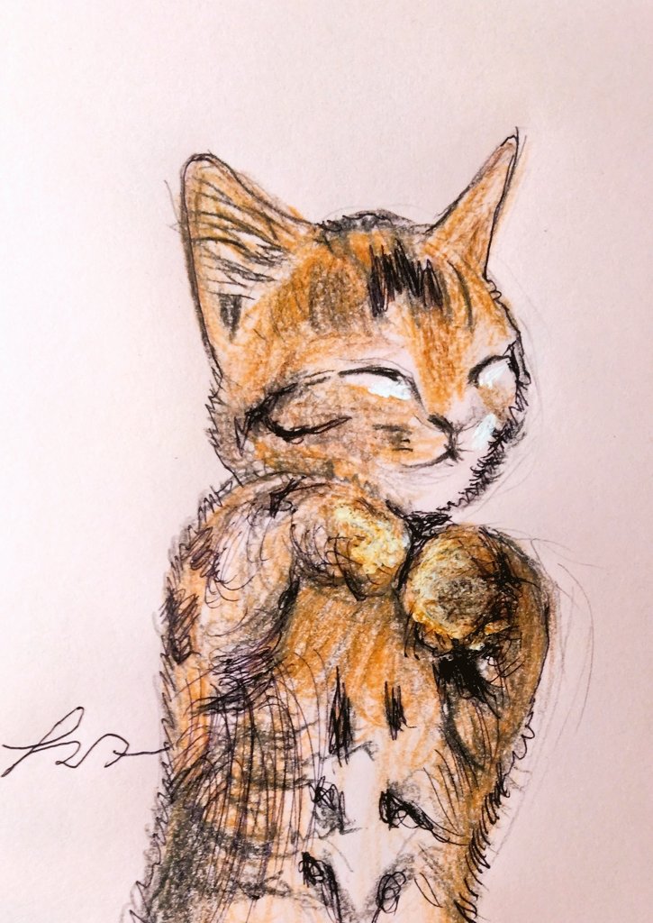 JcJOXRMLx4g4NwM's tweet photo. にゃん😺 https://t.co/rvR0aUtSHm