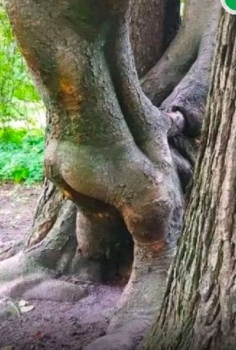 Blair Cocksmell (@bcocksmell4482) on Twitter photo 