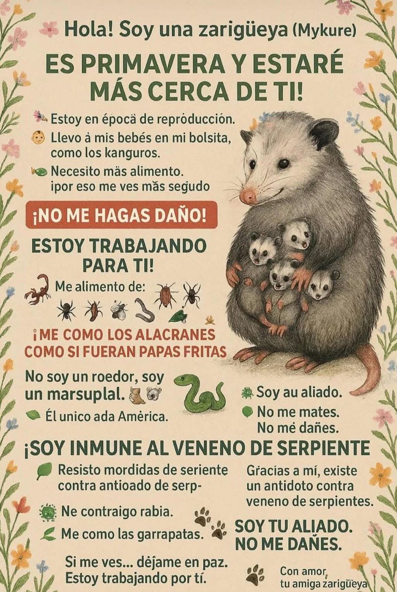 Amigos Animalistas A.C. (@aanimalistas) on Twitter photo 