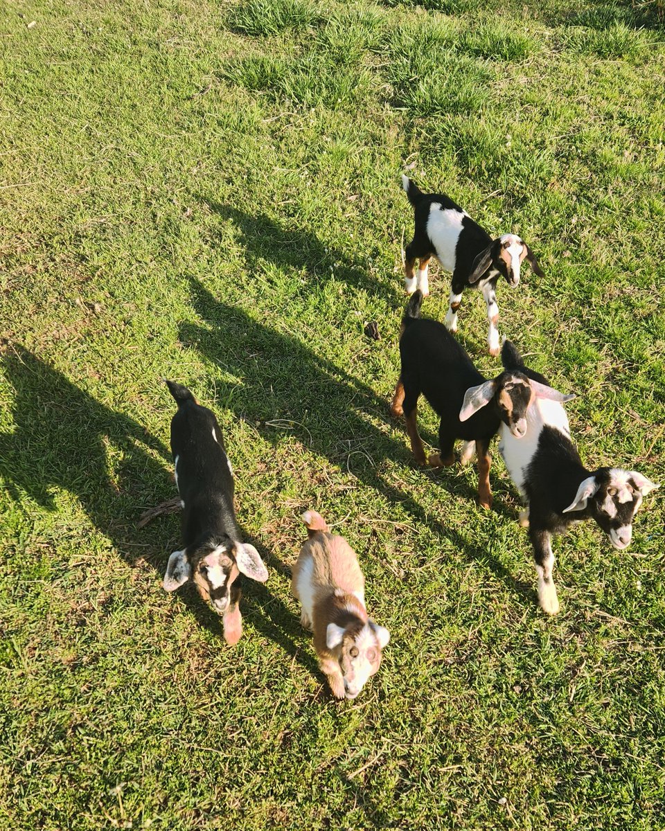 Baby organic lawn mowers with free fertilizer!
They're also great at clearing brush with poison ivy, oak, and sumac as those don't affect them.
Great alternative to chemicals.