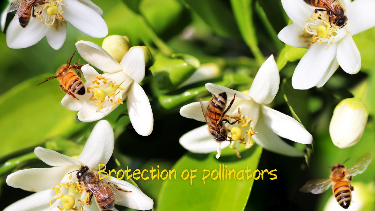 AraracoinX's tweet image. Sustainable agriculture 🌾🐝 – Adopt techniques such as crop rotation, use of natural fertilizers and protection of pollinators to avoid soil degradation. #SustainbleAgriculture #BeeProtection